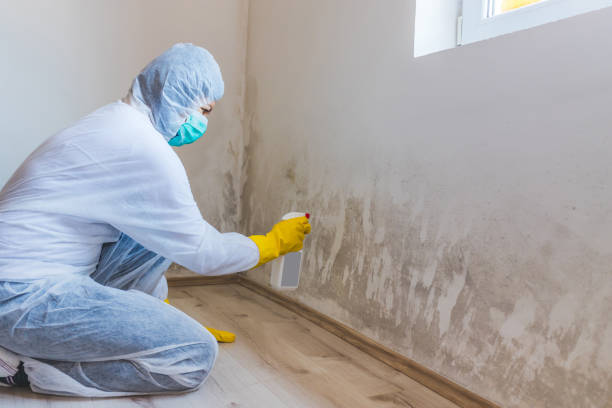 Licensed Mold Remediation service in Clifton, VA - WQB Mold Removal